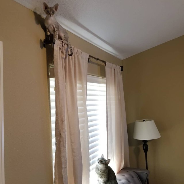 17 cats that are basically just furry house monkeys