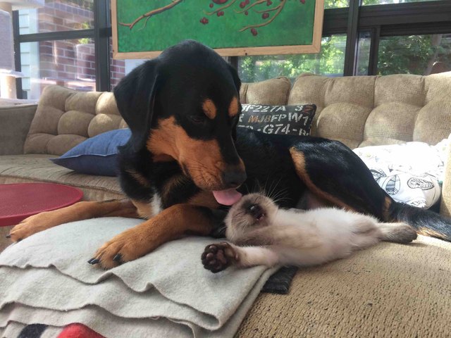 Dog licking a cute kitten