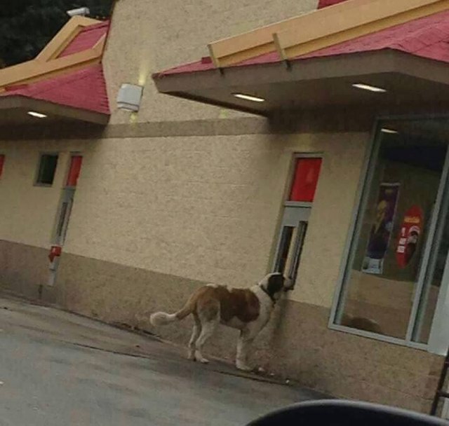 Dog ordering in drive thru