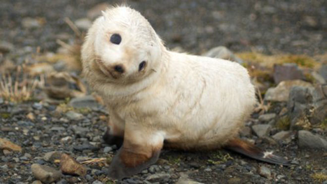 23-hilarious-photos-of-surprised-animals-14