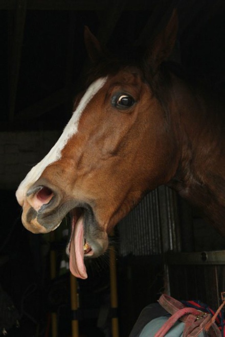 23-hilarious-photos-of-surprised-animals-17