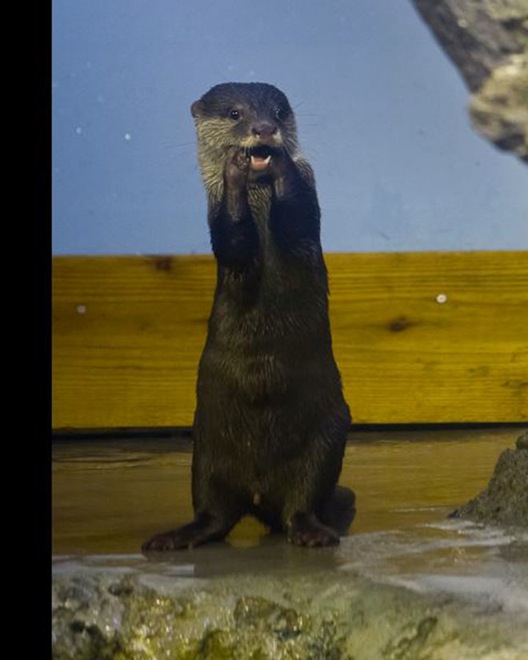 23-hilarious-photos-of-surprised-animals-18