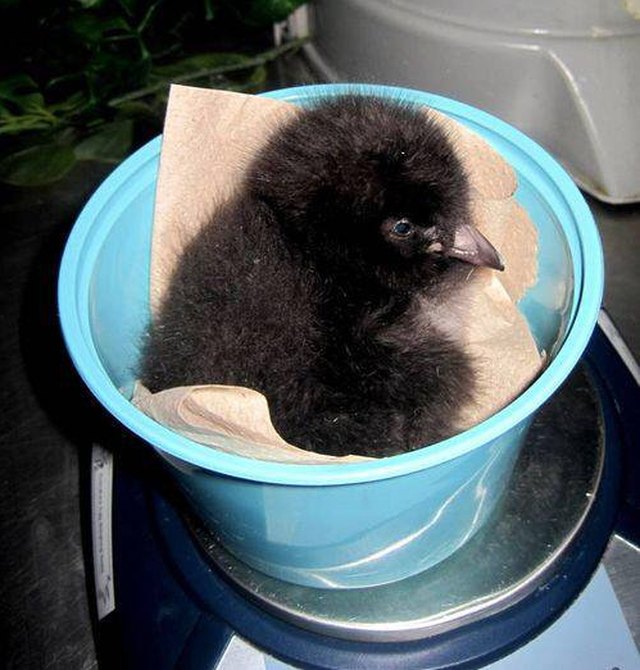 You gotta be creative if you want to weigh an animal on a digital scale