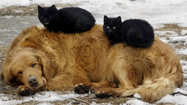 25 Cats Shamelessly Using Their Dog Friends As Pillows. #8 Made My Day.