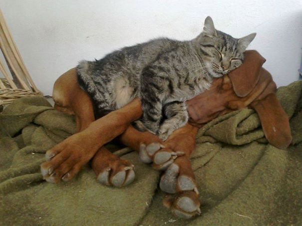 25 Cats Shamelessly Using Their Dog Friends As Pillows. #8 Made My Day.