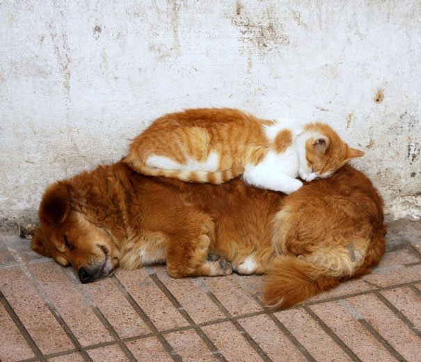 25 Cats Shamelessly Using Their Dog Friends As Pillows. #8 Made My Day.