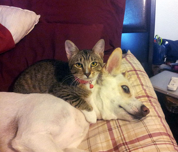 25 Cats Shamelessly Using Their Dog Friends As Pillows. #8 Made My Day.