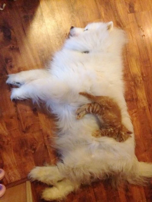 25 Cats Shamelessly Using Their Dog Friends As Pillows. #8 Made My Day.