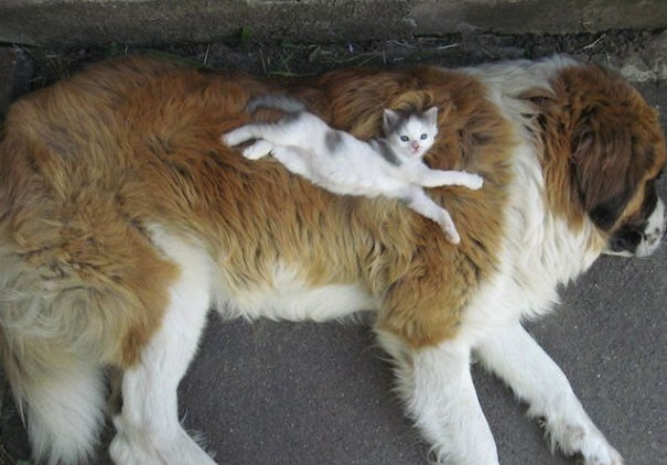 25 Cats Shamelessly Using Their Dog Friends As Pillows. #8 Made My Day.