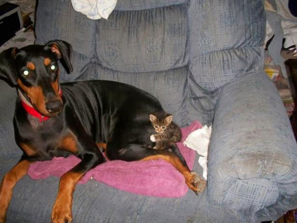 25 Cats Shamelessly Using Their Dog Friends As Pillows. #8 Made My Day.