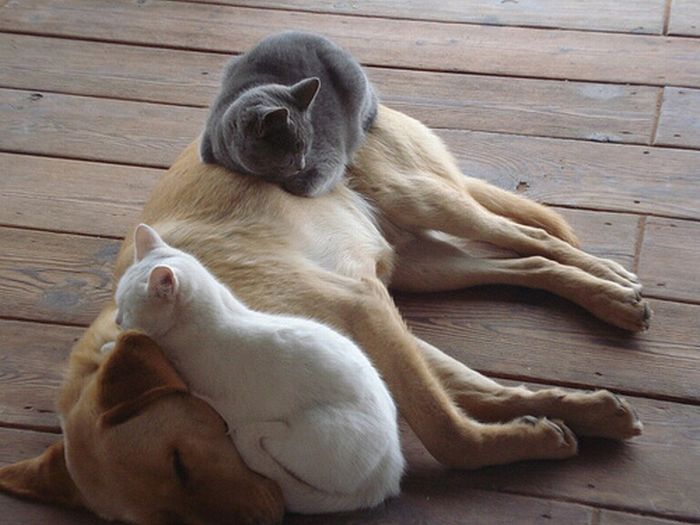 25 Cats Shamelessly Using Their Dog Friends As Pillows. #8 Made My Day.