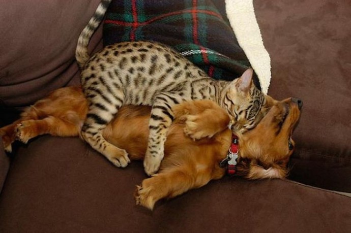 25 Cats Shamelessly Using Their Dog Friends As Pillows. #8 Made My Day.