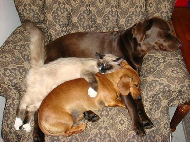 25 Cats Shamelessly Using Their Dog Friends As Pillows. #8 Made My Day.