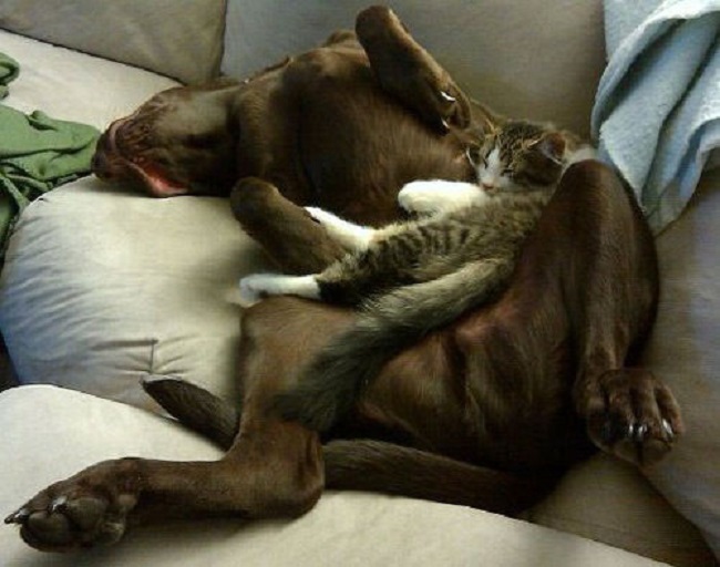 25 Cats Shamelessly Using Their Dog Friends As Pillows. #8 Made My Day.