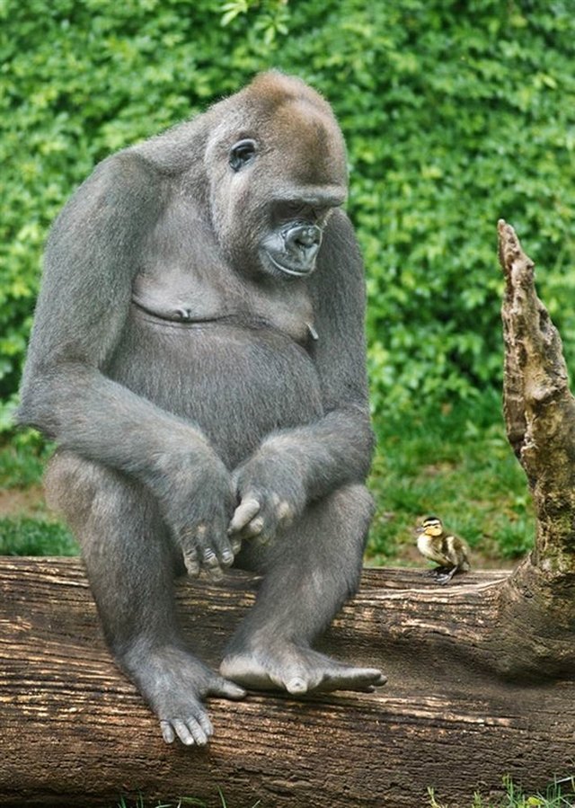 Gorilla and duckling