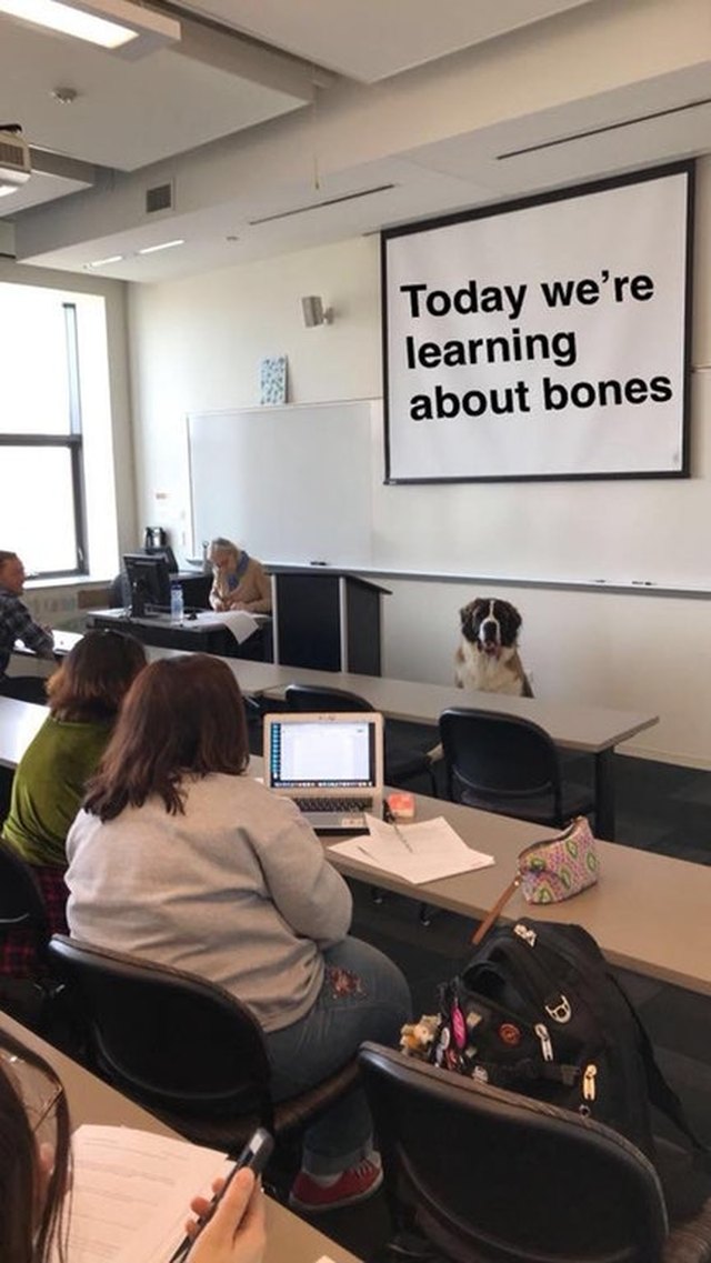 Dog sitting in front of classroom.