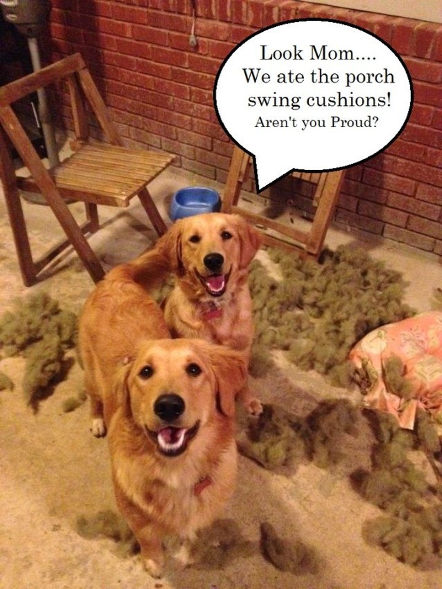 Golden retrievers surrounded by pillow stuffing with a speech bubble that says "Look Mom... We ate the porch swing cushions! Aren