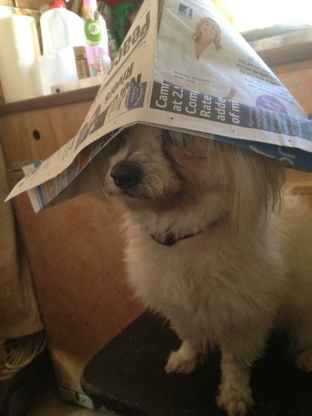 Dog wearing paper captain