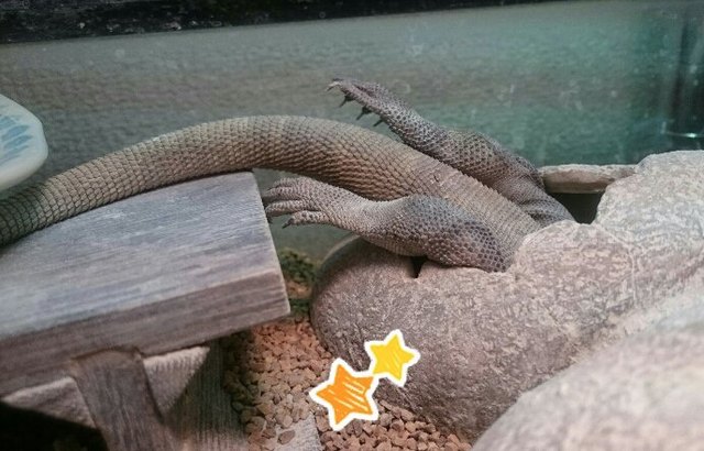 Pets contorted into weird sleeping positions will never not be funny