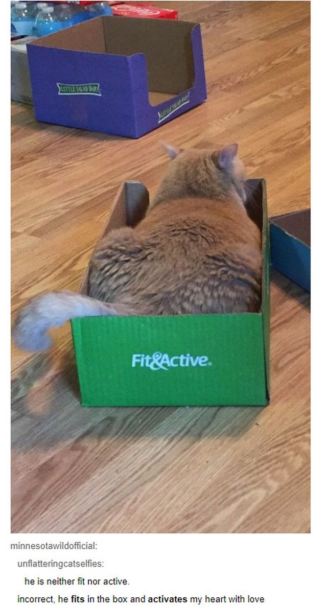 Fat catting sitting in box labeled "Fit&Active"