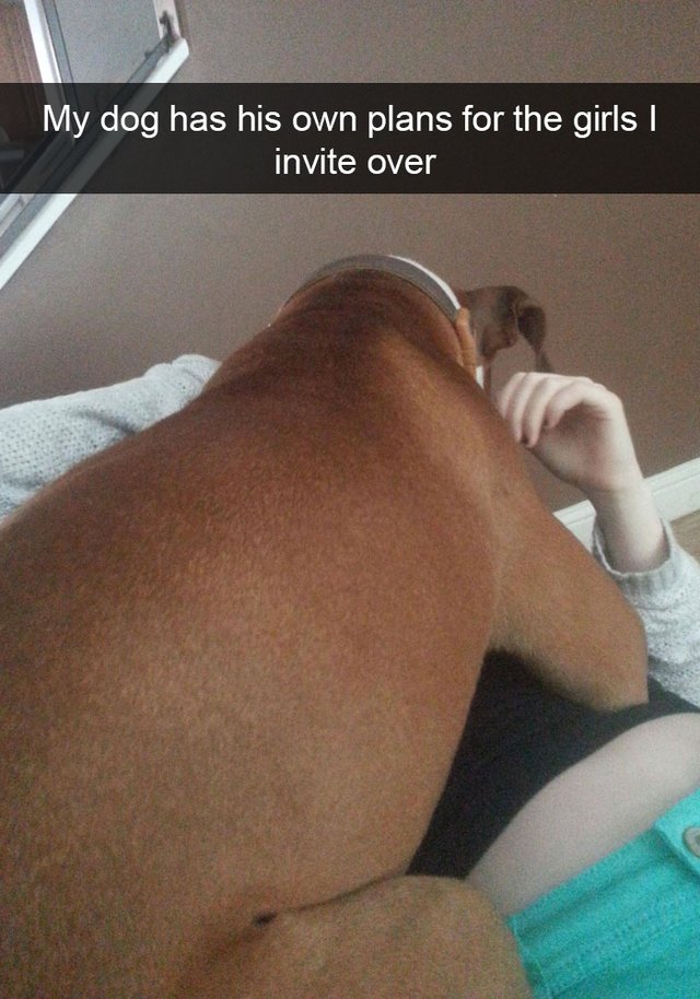 Dog jumping on a lady