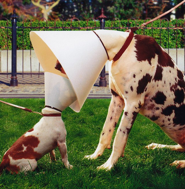Two dogs wearing E-collars