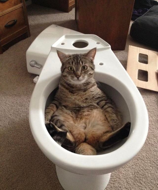 Cat sitting in an empty toilet.