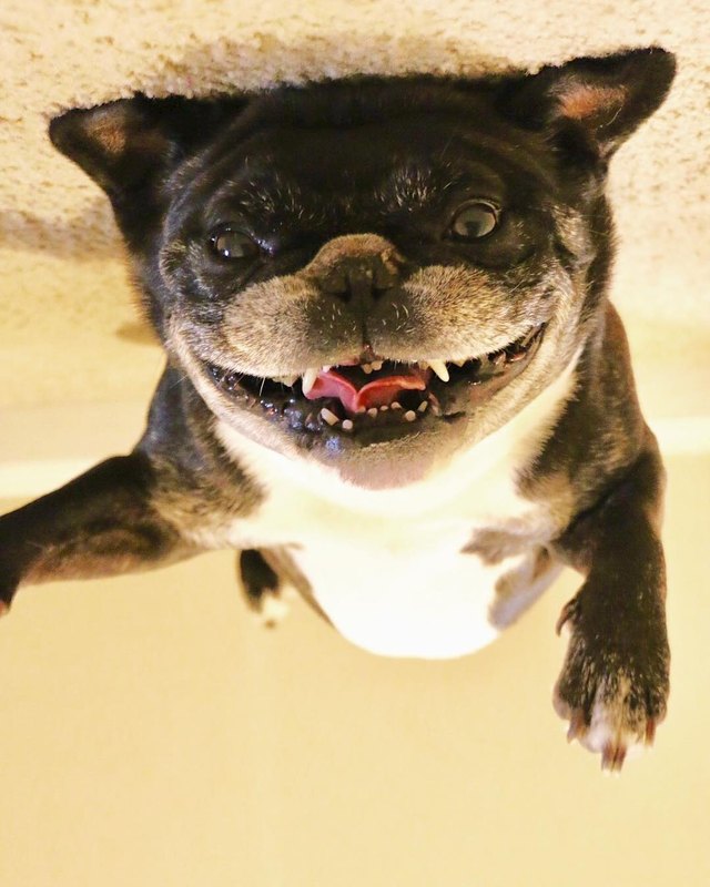 19 dogs who are actually just furry balloons