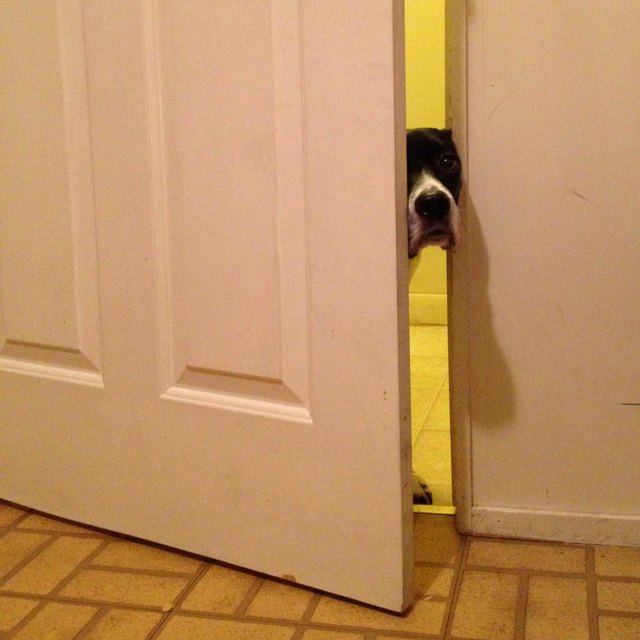 Dog poking its head through ajar door.