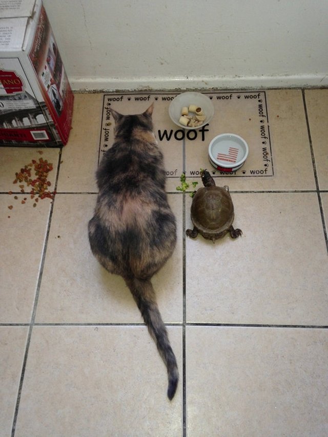Cat and turtle eating side by side