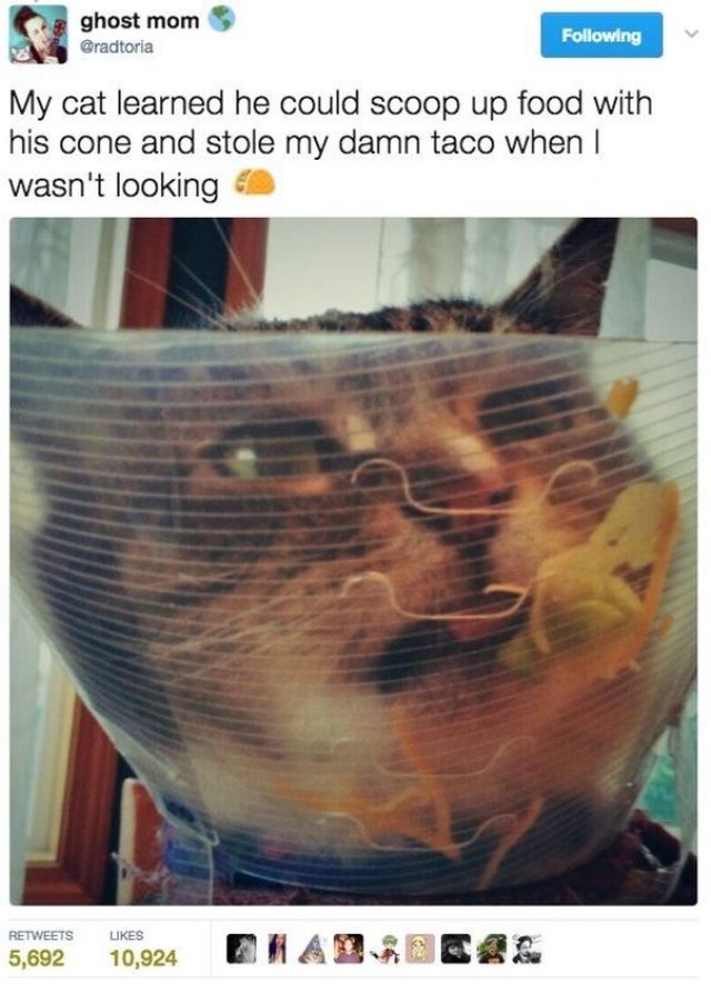 Tweeted photo of cat using cone of shame to scoop up food.