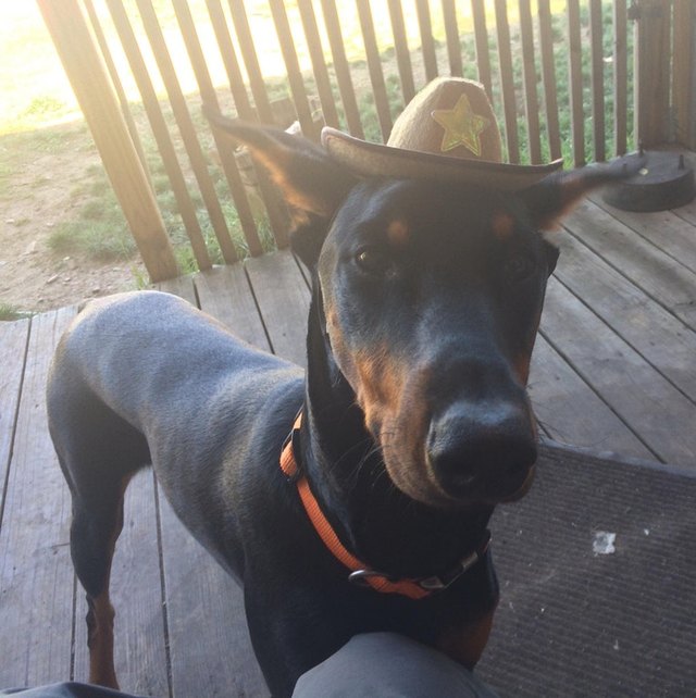 Dog wearing sheriff hat.