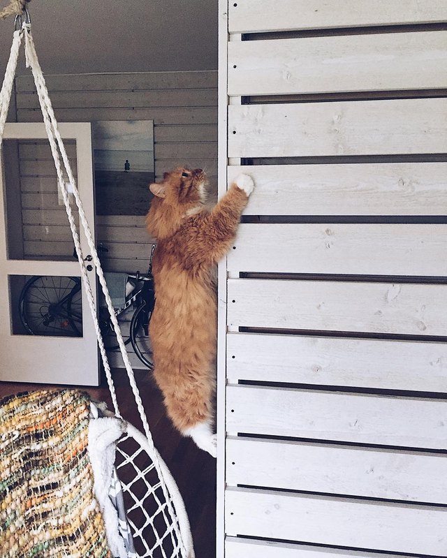 17 cats that are basically just furry house monkeys