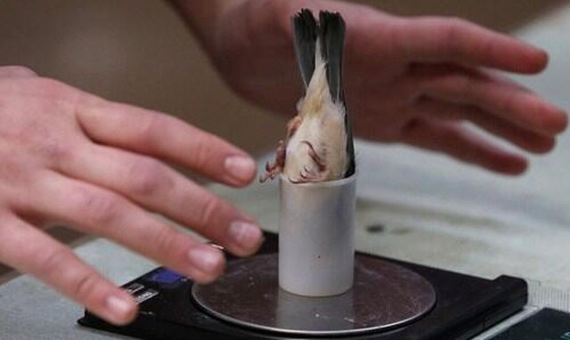 You gotta be creative if you want to weigh an animal on a digital scale