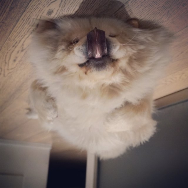 19 dogs who are actually just furry balloons