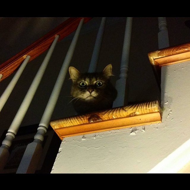 Cat lurking on staircase.