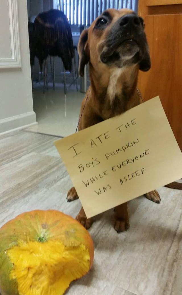 Dog next to partially eaten pumpkin wearing a sign that says "I ate the boy