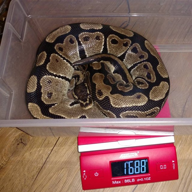 You gotta be creative if you want to weigh an animal on a digital scale