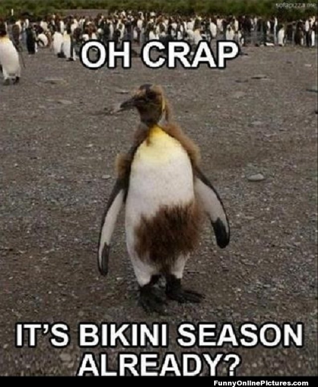 24 Memes That Prove Penguins Are The Funniest Animals On Earth