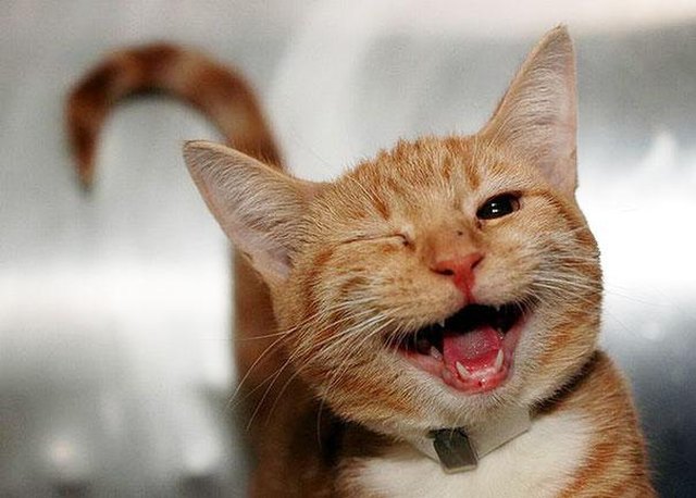 Winking Cat