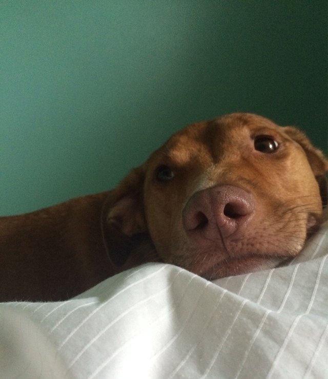 Dog looking lovingly at his person