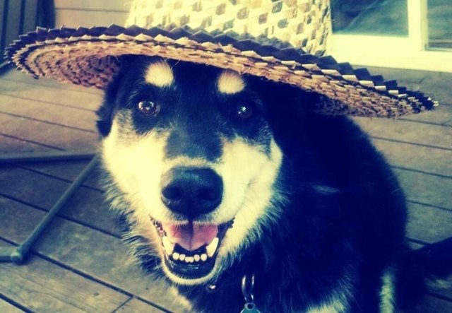 Dog wearing hat
