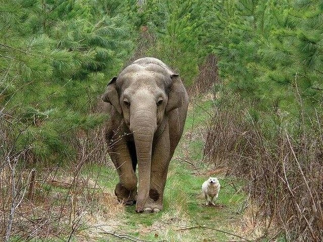 19 Of The Most Heartwarming Animal Moments Ever