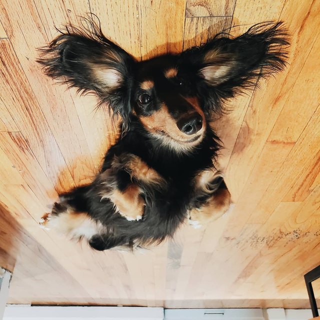 19 dogs who are actually just furry balloons