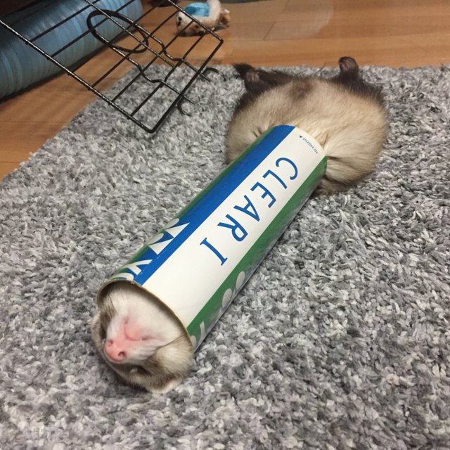 Pets contorted into weird sleeping positions will never not be funny