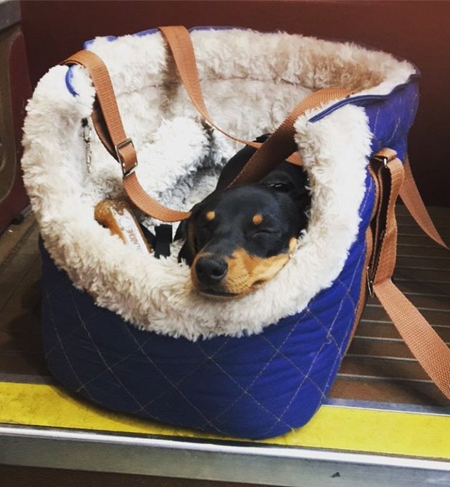 Dog in padded carrier.