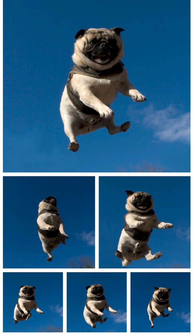 Pug jumping on trampoline