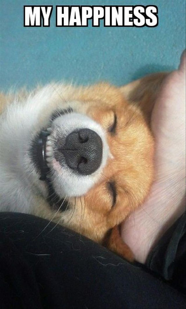 Happy, smiling corgi