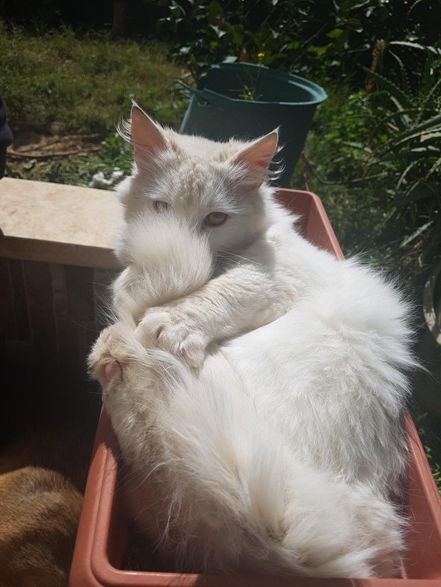 Fluffy white cat concealing its face behind its tail.