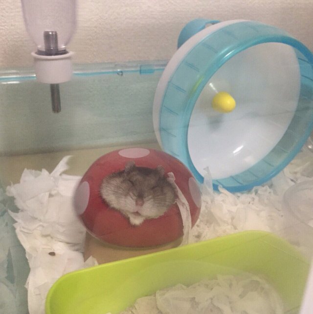 Pets contorted into weird sleeping positions will never not be funny